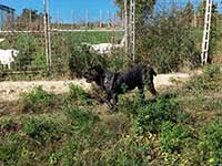 cane corso rustic